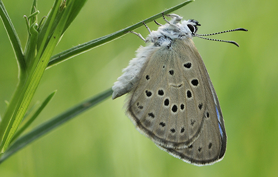 A BORBOLETA-AZUL-DAS-TURFEIRAS